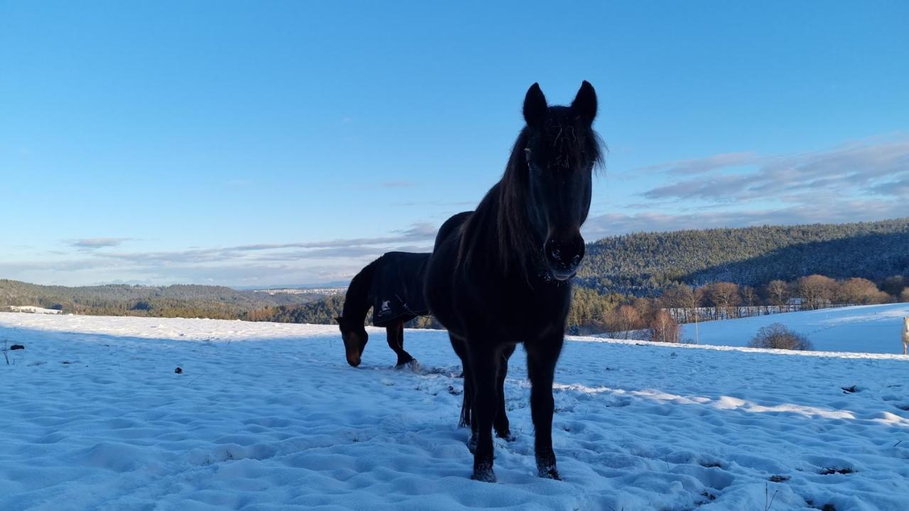 Urlaub An Der Grenze Appartement Lauterbach  Buitenkant foto